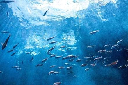 journée mondiale de l'océan - nice - 2025